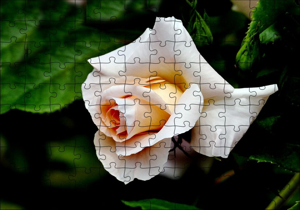 Sarı Beyaz Gül Yakın Çekim Puzzle Yapboz MDF Ahşap 120 Parça 24 cm X 34 cm