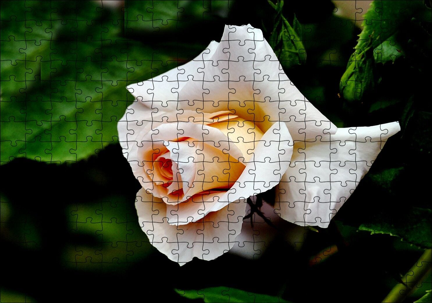 Sarı Beyaz Gül Yakın Çekim Puzzle Yapboz MDF Ahşap 255 Parça 34 cm X 49 cm