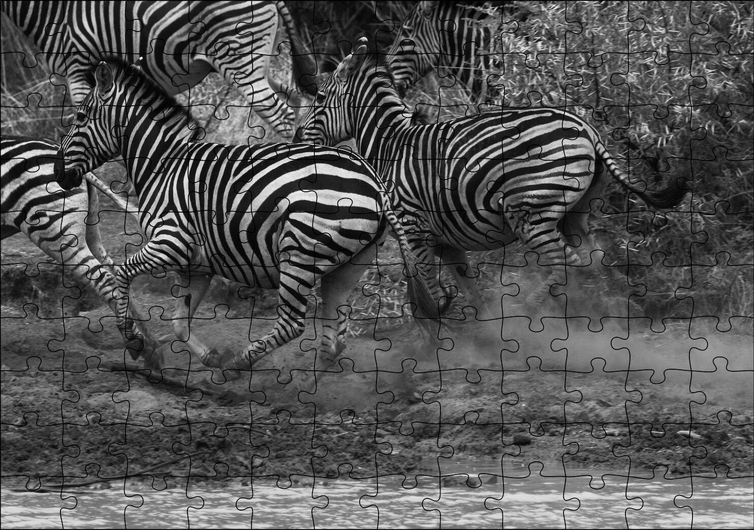 Su Kenarında Kaçan Zebralar Siyah Beyaz Puzzle Yapboz MDF Ahşap
