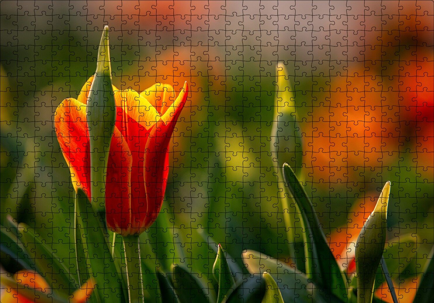 Kırmızı Laleler ve Yeşil Yapraklar Güneş Işığı Puzzle Yapboz MDF Ahşap 500 Parça 49 cm X 68 cm