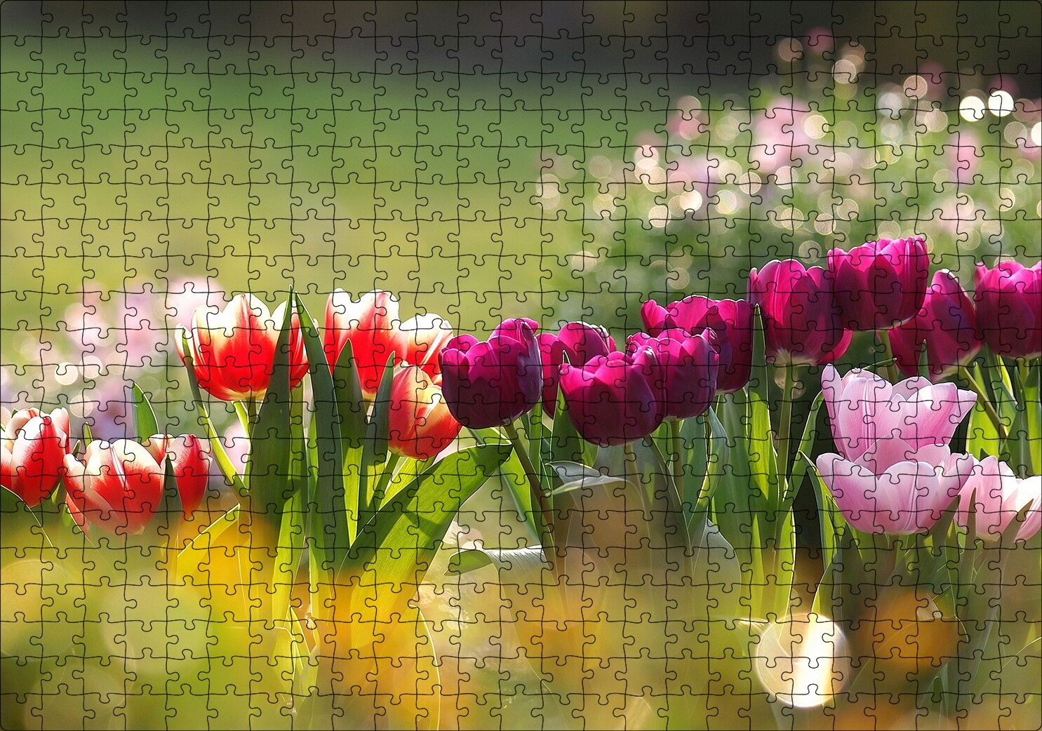 Gün Işığı Renkli Lale Bahçesi Puzzle Yapboz MDF Ahşap 500 Parça 49 cm X 68 cm