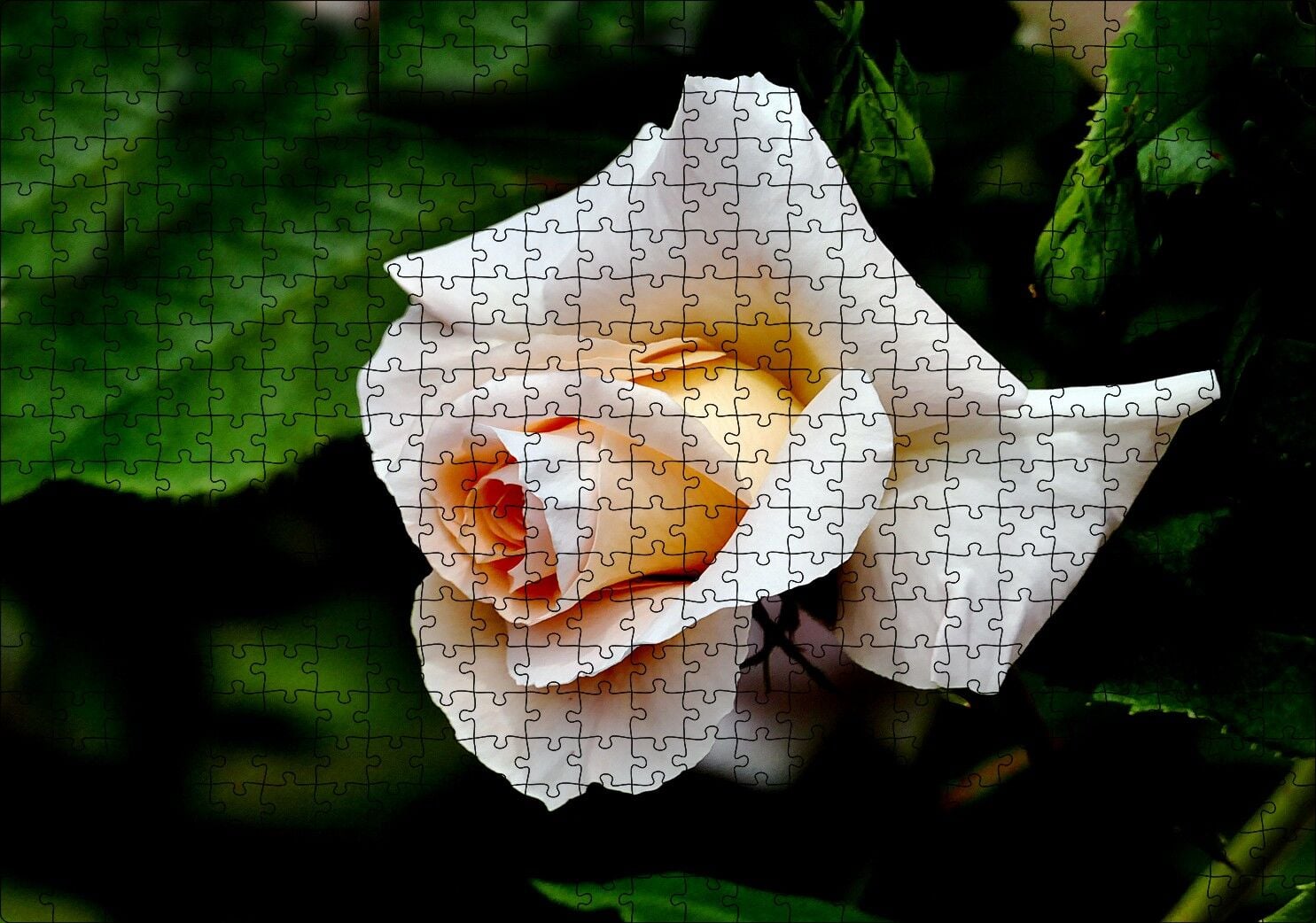 Sarı Beyaz Gül Yakın Çekim Puzzle Yapboz MDF Ahşap 500 Parça 49 cm X 68 cm