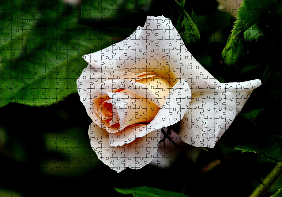 Sarı Beyaz Gül Yakın Çekim Puzzle Yapboz MDF Ahşap 500 Parça 49 cm X 68 cm