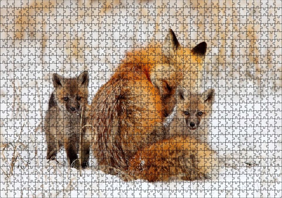 Karlar Üzerindeki Kızıl Tilki ve Yavruları Puzzle Yapboz MDF Ahşap 1000 Parça 49 cm X 68 cm