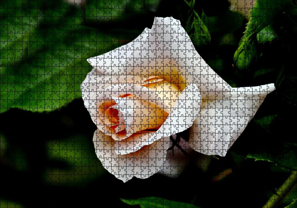 Sarı Beyaz Gül Yakın Çekim Puzzle Yapboz MDF Ahşap 1000 Parça 49 cm X 68 cm