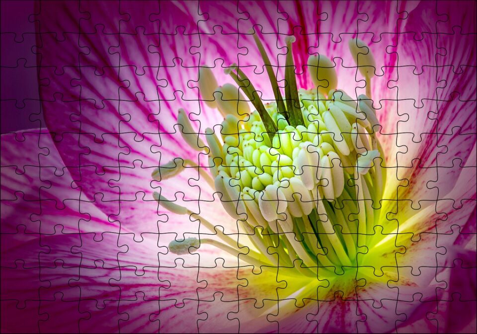 Makro Closeup Helleborus Çiçek Görseli Puzzle Yapboz MDF Ahşap