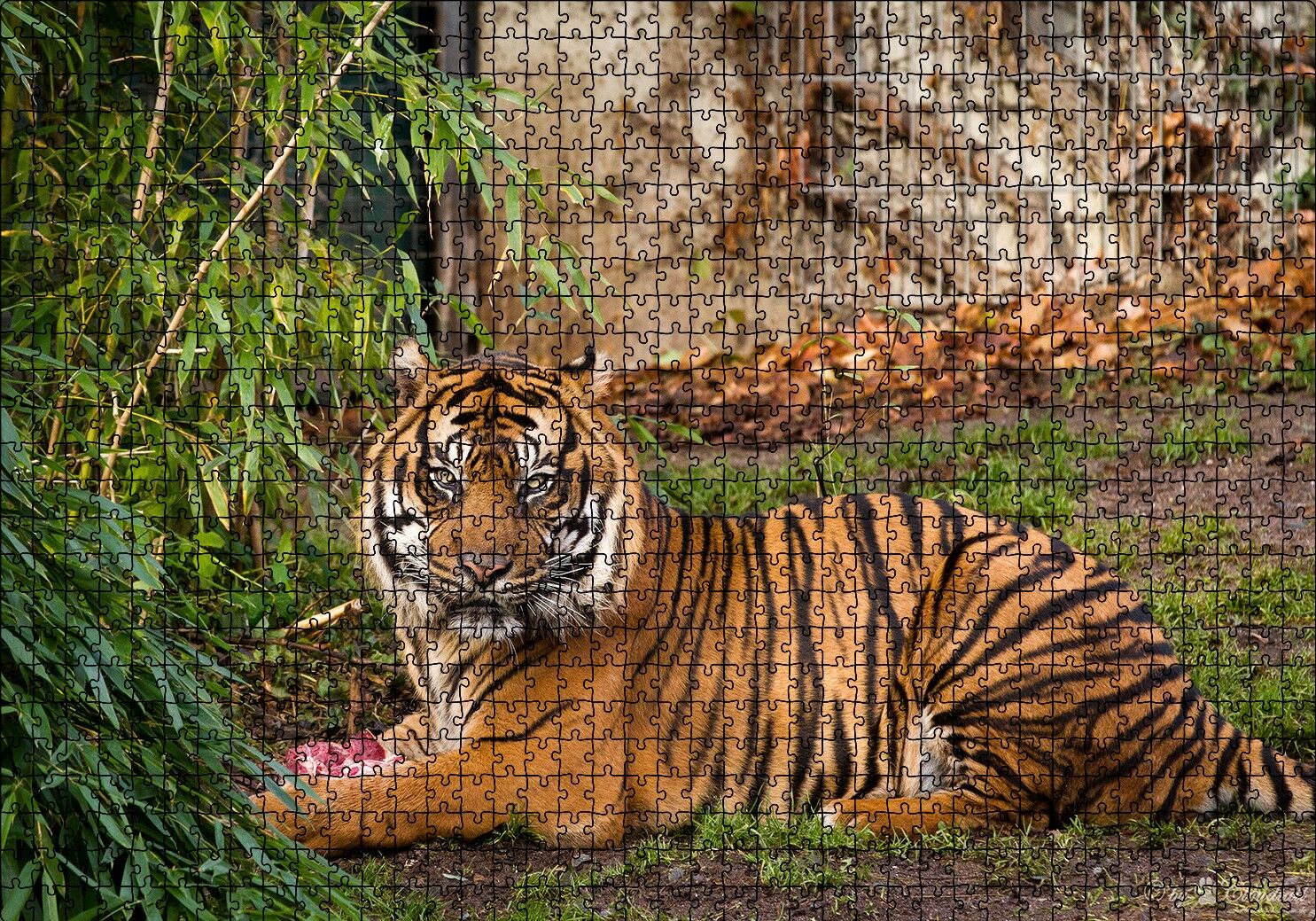 Hayvanat Bahçesinde Kaplan Puzzle Yapboz MDF Ahşap 1000 Parça 49 cm X 68 cm