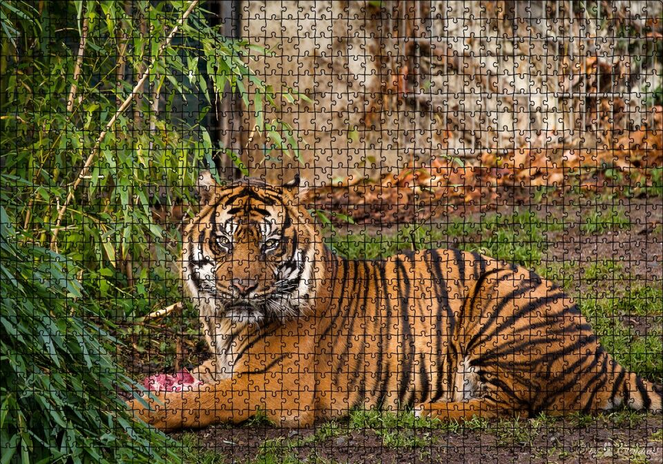 Hayvanat Bahçesinde Kaplan Puzzle Yapboz MDF Ahşap 1000 Parça 49 cm X 68 cm