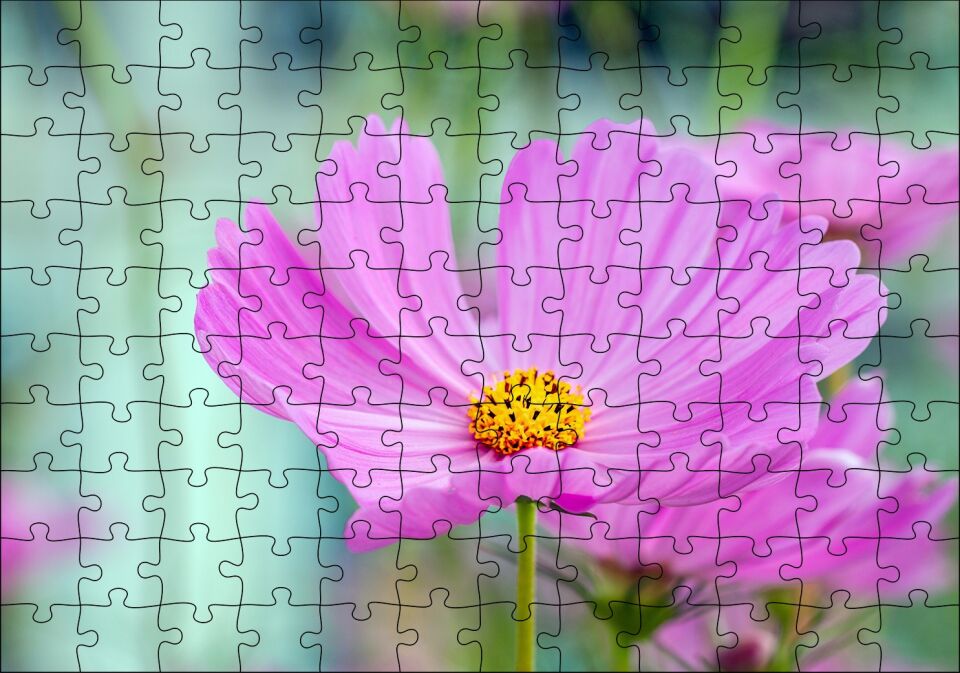 Mor Kosmeya Çiçekler Görseli Puzzle Yapboz MDF Ahşap