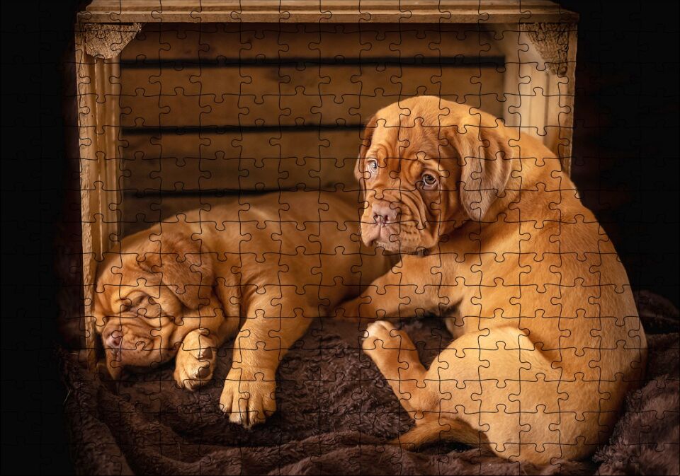Kasadaki Kahverengi Boxer Yavruları Puzzle Yapboz MDF Ahşap 255 Parça 34 cm X 49 cm