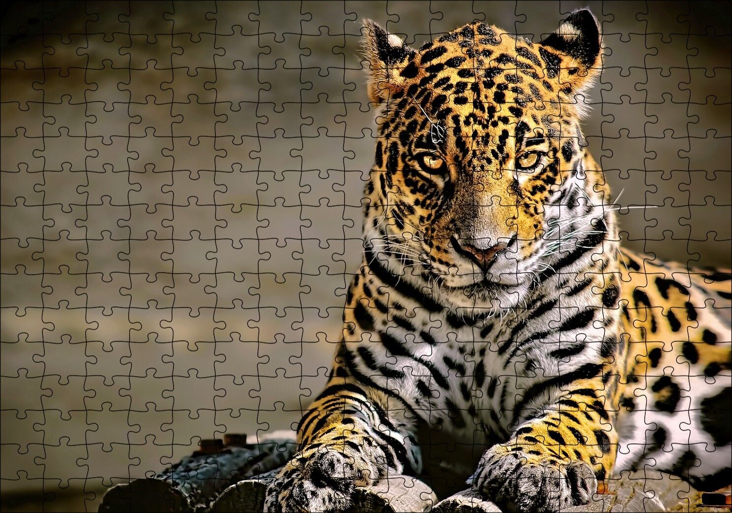 Sarı Siyah Beyaz Karışımlı Leopar Görseli Puzzle Yapboz MDF Ahşap 255 Parça 34 cm X 49 cm