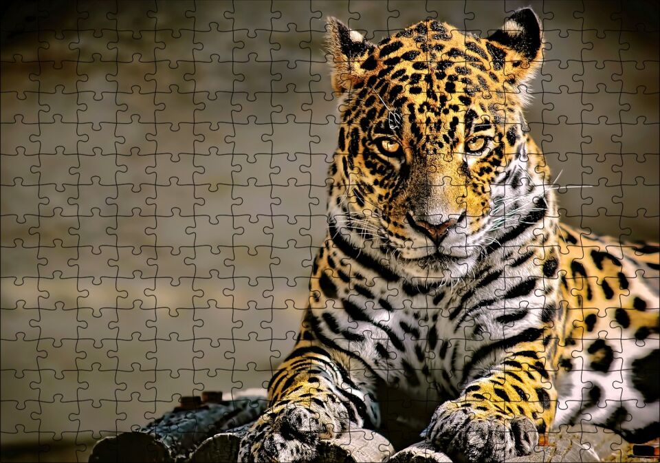 Sarı Siyah Beyaz Karışımlı Leopar Görseli Puzzle Yapboz MDF Ahşap 255 Parça 34 cm X 49 cm