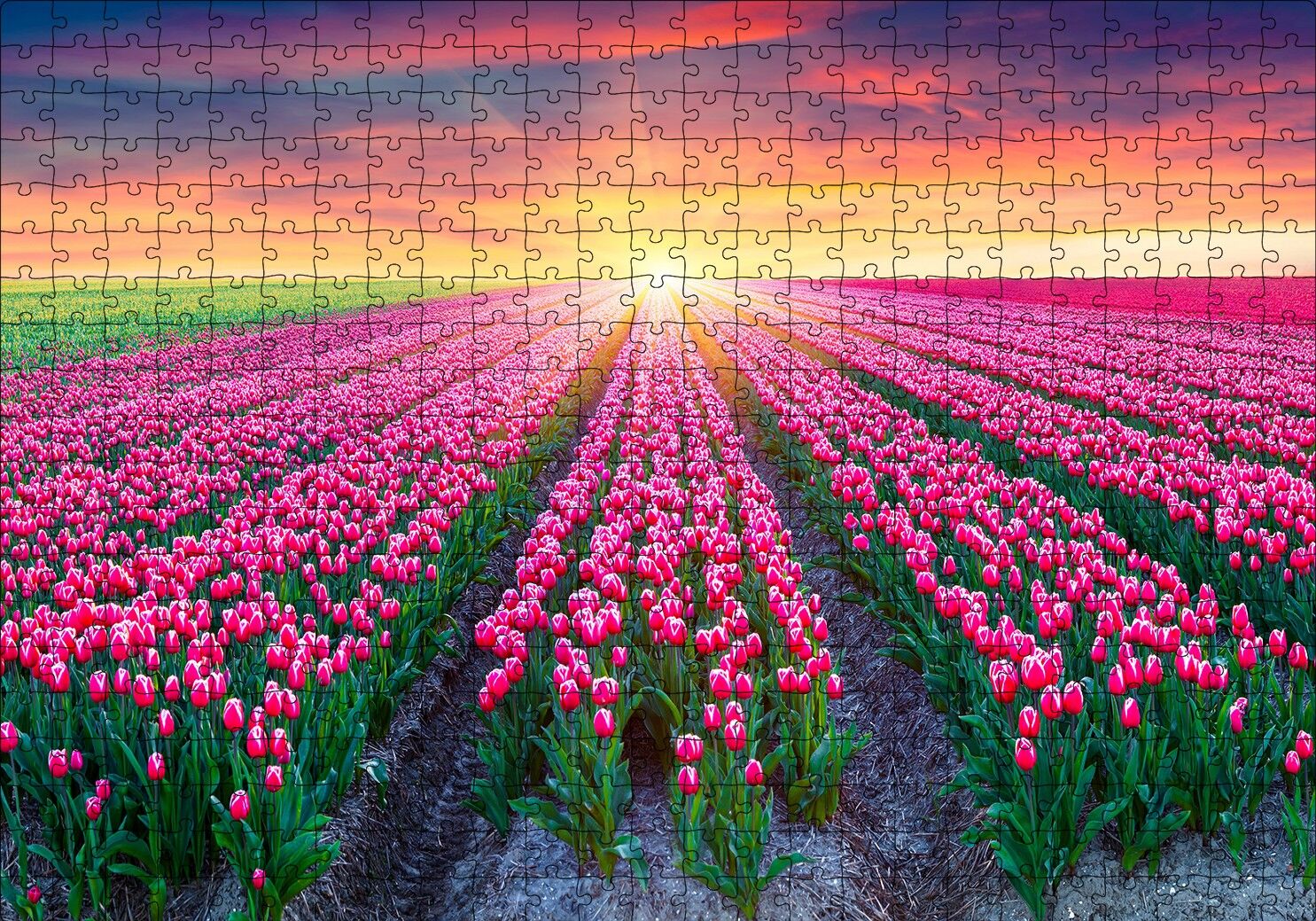 Hollanda Gündoğumunda Lale Tarlaları Puzzle Yapboz MDF Ahşap 500 Parça 49 cm X 68 cm