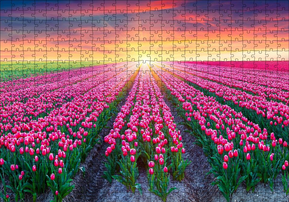 Hollanda Gündoğumunda Lale Tarlaları Puzzle Yapboz MDF Ahşap 500 Parça 49 cm X 68 cm