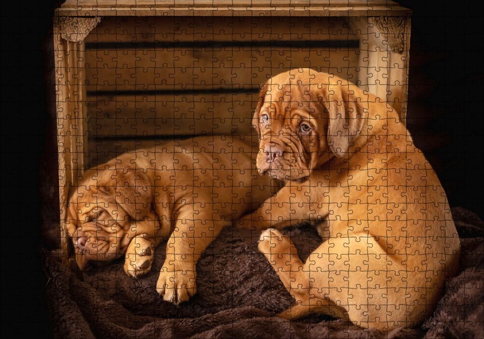 Kasadaki Kahverengi Boxer Yavruları Puzzle Yapboz MDF Ahşap 500 Parça 49 cm X 68 cm