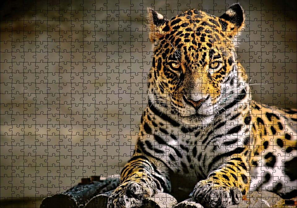 Sarı Siyah Beyaz Karışımlı Leopar Görseli Puzzle Yapboz MDF Ahşap 500 Parça 49 cm X 68 cm