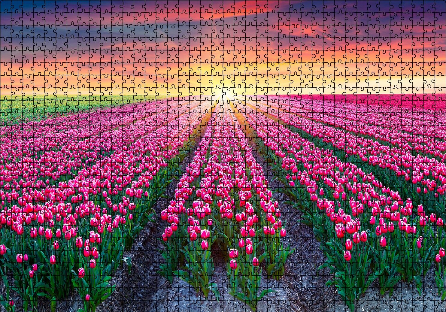 Hollanda Gündoğumunda Lale Tarlaları Puzzle Yapboz MDF Ahşap 1000 Parça 49 cm X 68 cm