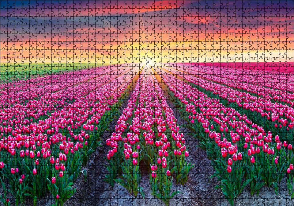 Hollanda Gündoğumunda Lale Tarlaları Puzzle Yapboz MDF Ahşap 1000 Parça 49 cm X 68 cm