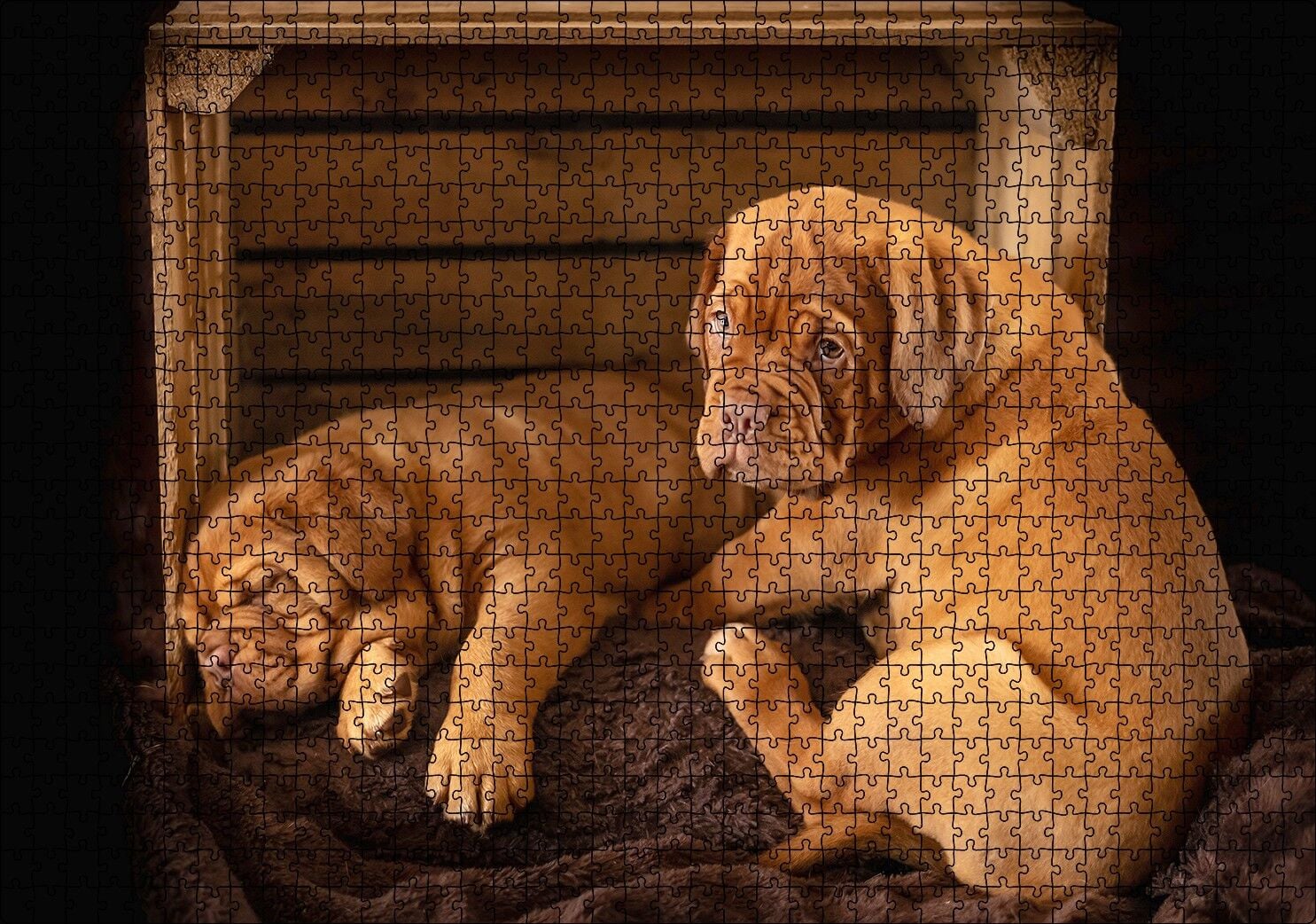 Kasadaki Kahverengi Boxer Yavruları Puzzle Yapboz MDF Ahşap 1000 Parça 49 cm X 68 cm