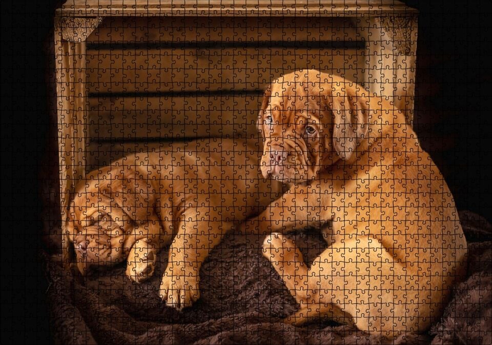 Kasadaki Kahverengi Boxer Yavruları Puzzle Yapboz MDF Ahşap 1000 Parça 49 cm X 68 cm