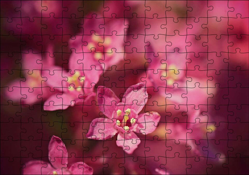 Sarı Tohumlu Kırmızı Çiçekler Yakın Çekim Puzzle Yapboz MDF Ahşap 120 Parça 24 cm X 34 cm