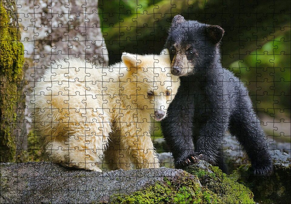 Ormanda Sarı Ve Siya Ayı Yavruları Görseli Puzzle Yapboz MDF Ahşap 255 Parça 34 cm X 49 cm