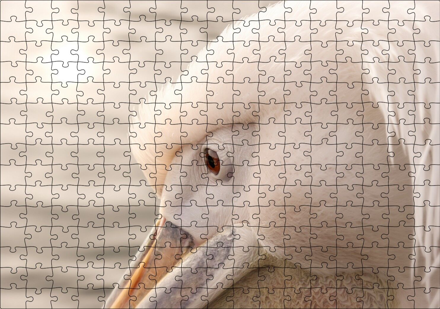 Pelikan Yakın Çekim Flu Arkaplan Puzzle Yapboz MDF Ahşap 255 Parça 34 cm X 49 cm