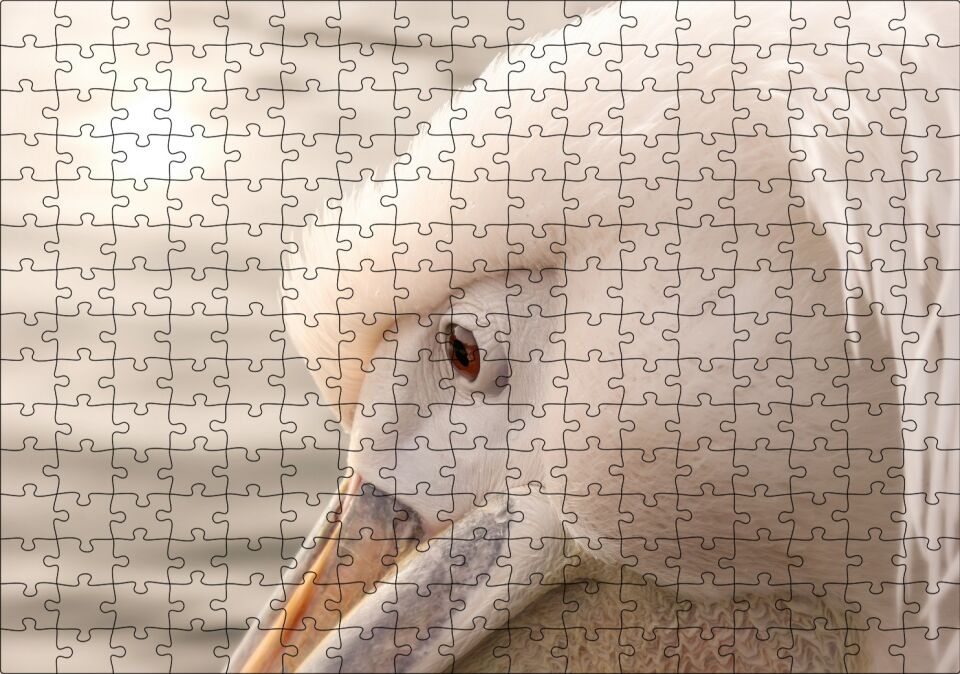Pelikan Yakın Çekim Flu Arkaplan Puzzle Yapboz MDF Ahşap 255 Parça 34 cm X 49 cm