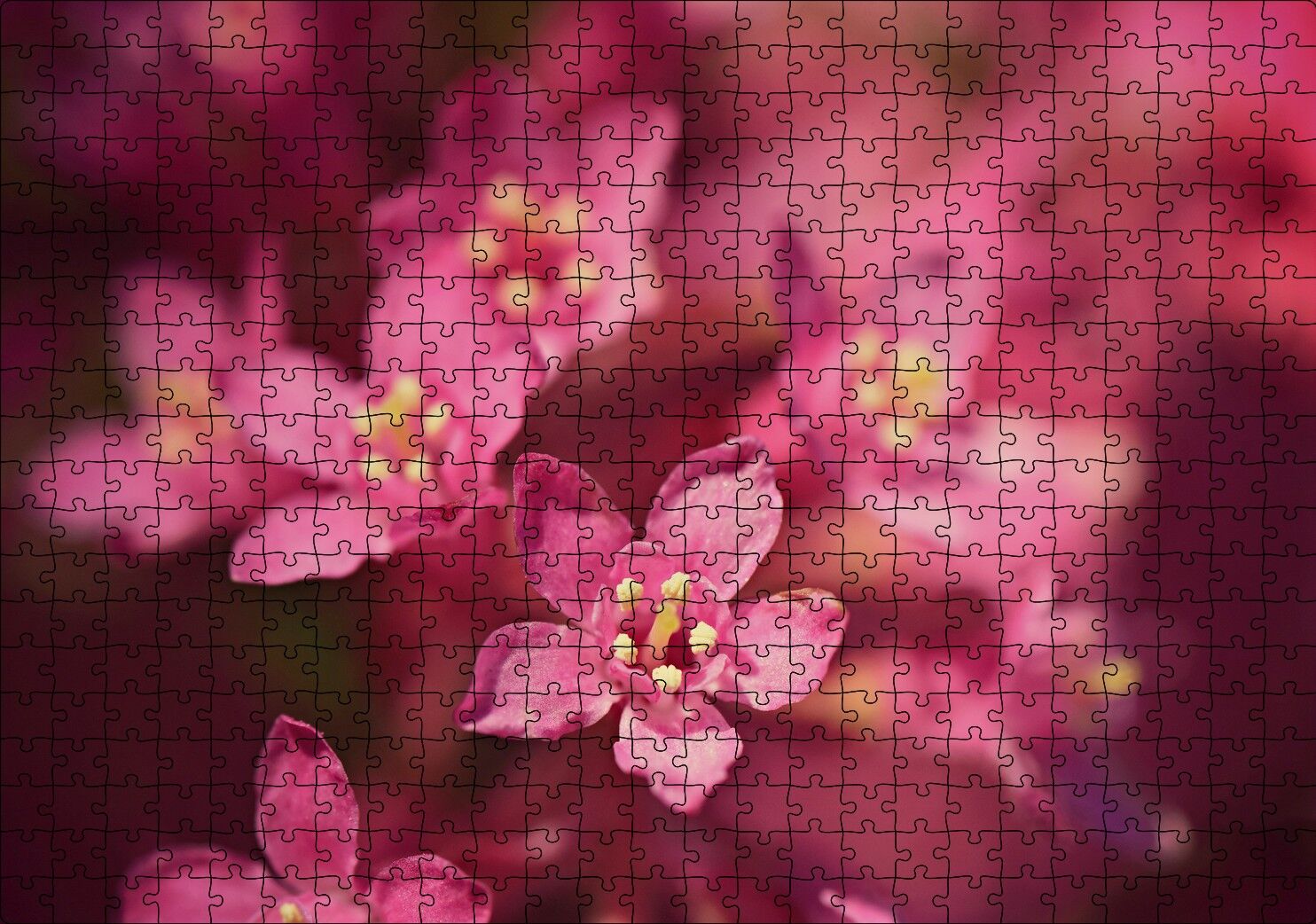 Sarı Tohumlu Kırmızı Çiçekler Yakın Çekim Puzzle Yapboz MDF Ahşap 500 Parça 49 cm X 68 cm