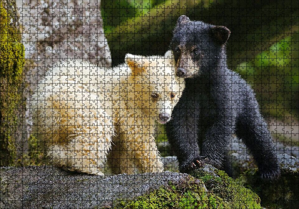 Ormanda Sarı Ve Siya Ayı Yavruları Görseli Puzzle Yapboz MDF Ahşap 1000 Parça 49 cm X 68 cm