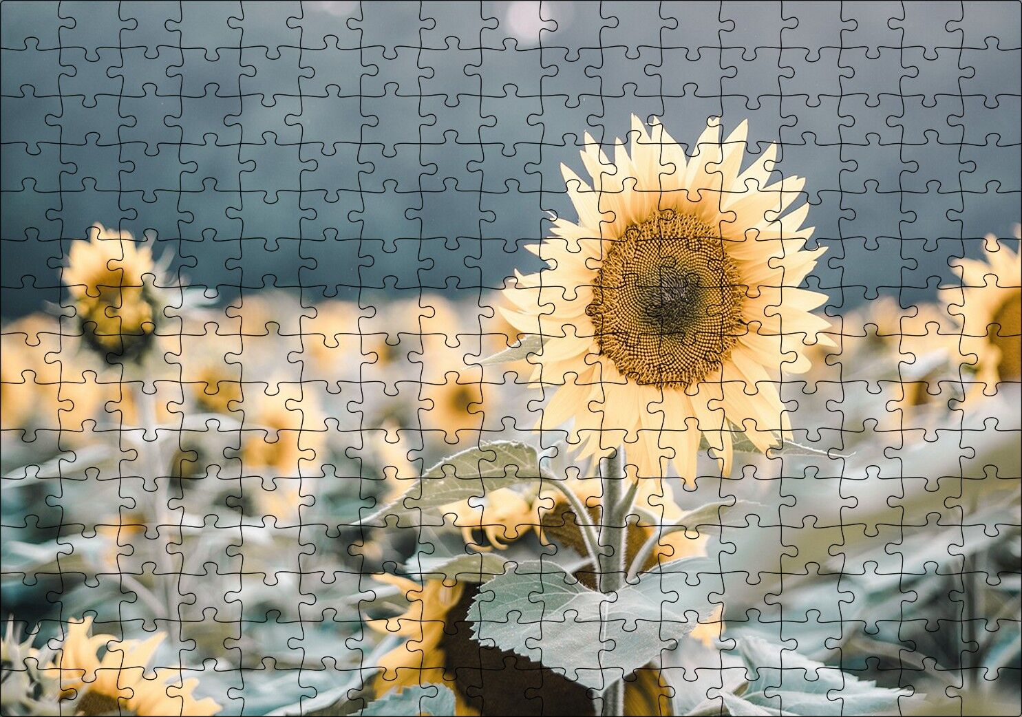 Günebakan Çiçeği Flu Arkaplan Puzzle Yapboz MDF Ahşap 255 Parça 34 cm X 49 cm