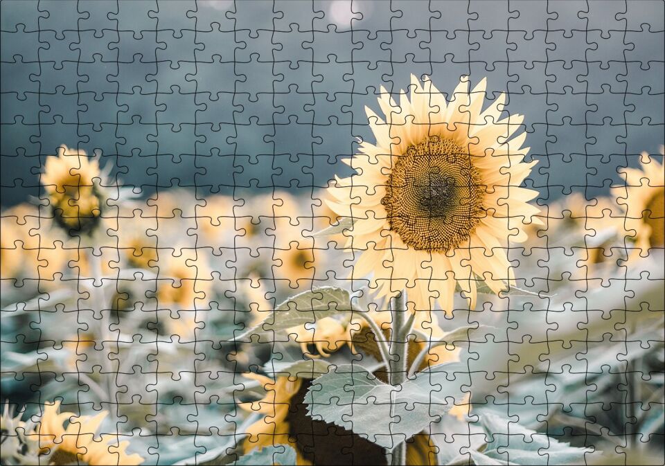 Günebakan Çiçeği Flu Arkaplan Puzzle Yapboz MDF Ahşap 255 Parça 34 cm X 49 cm