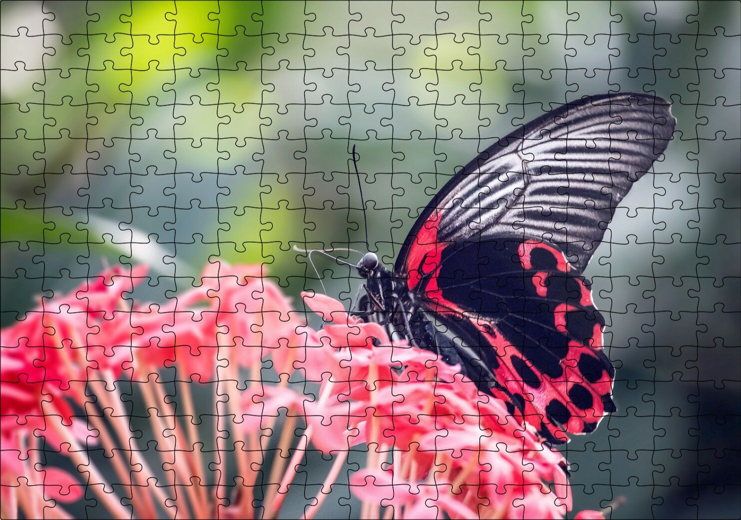 Pembe Çiçekler ve Siyah Kırmızı Kelebek Puzzle Yapboz MDF Ahşap 255 Parça 34 cm X 49 cm