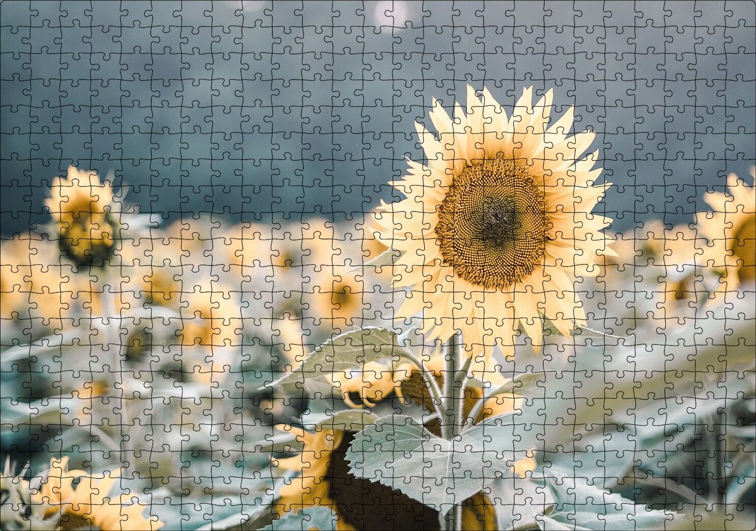 Günebakan Çiçeği Flu Arkaplan Puzzle Yapboz MDF Ahşap 500 Parça 49 cm X 68 cm