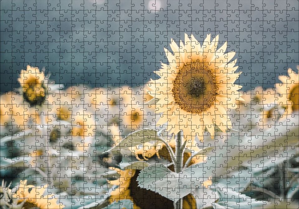 Günebakan Çiçeği Flu Arkaplan Puzzle Yapboz MDF Ahşap 500 Parça 49 cm X 68 cm