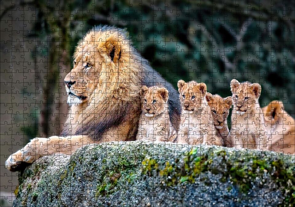 Kayanın Üzerinde Erkek Aslan ve Sevimli Yavruları Puzzle Yapboz MDF Ahşap 500 Parça 49 cm X 68 cm