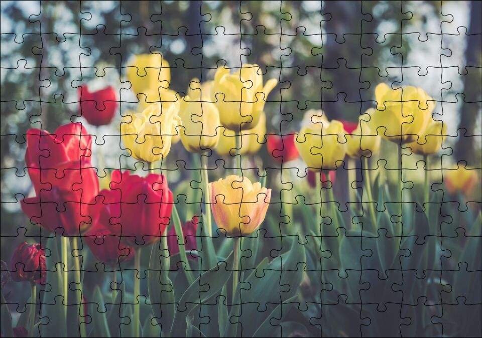 Sarı ve Kırmızı Laleler Flu Arkaplan Puzzle Yapboz MDF Ahşap 120 Parça 24 cm X 34 cm