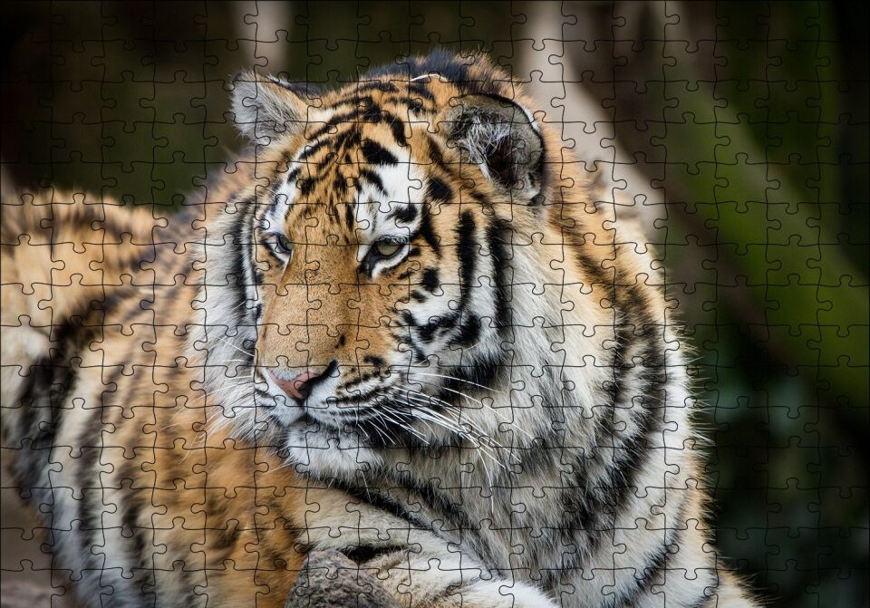 Kaplan Hayvanat Bahçesi Yakın Çekim Puzzle Yapboz MDF Ahşap 255 Parça 34 cm X 49 cm