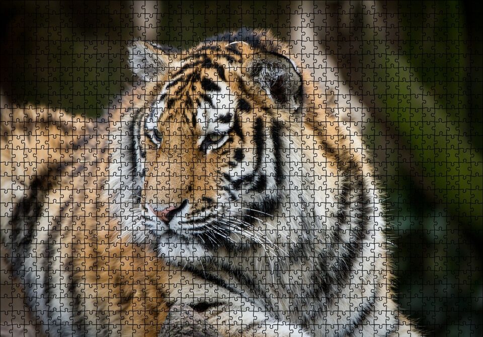 Kaplan Hayvanat Bahçesi Yakın Çekim Puzzle Yapboz MDF Ahşap 1000 Parça 49 cm X 68 cm