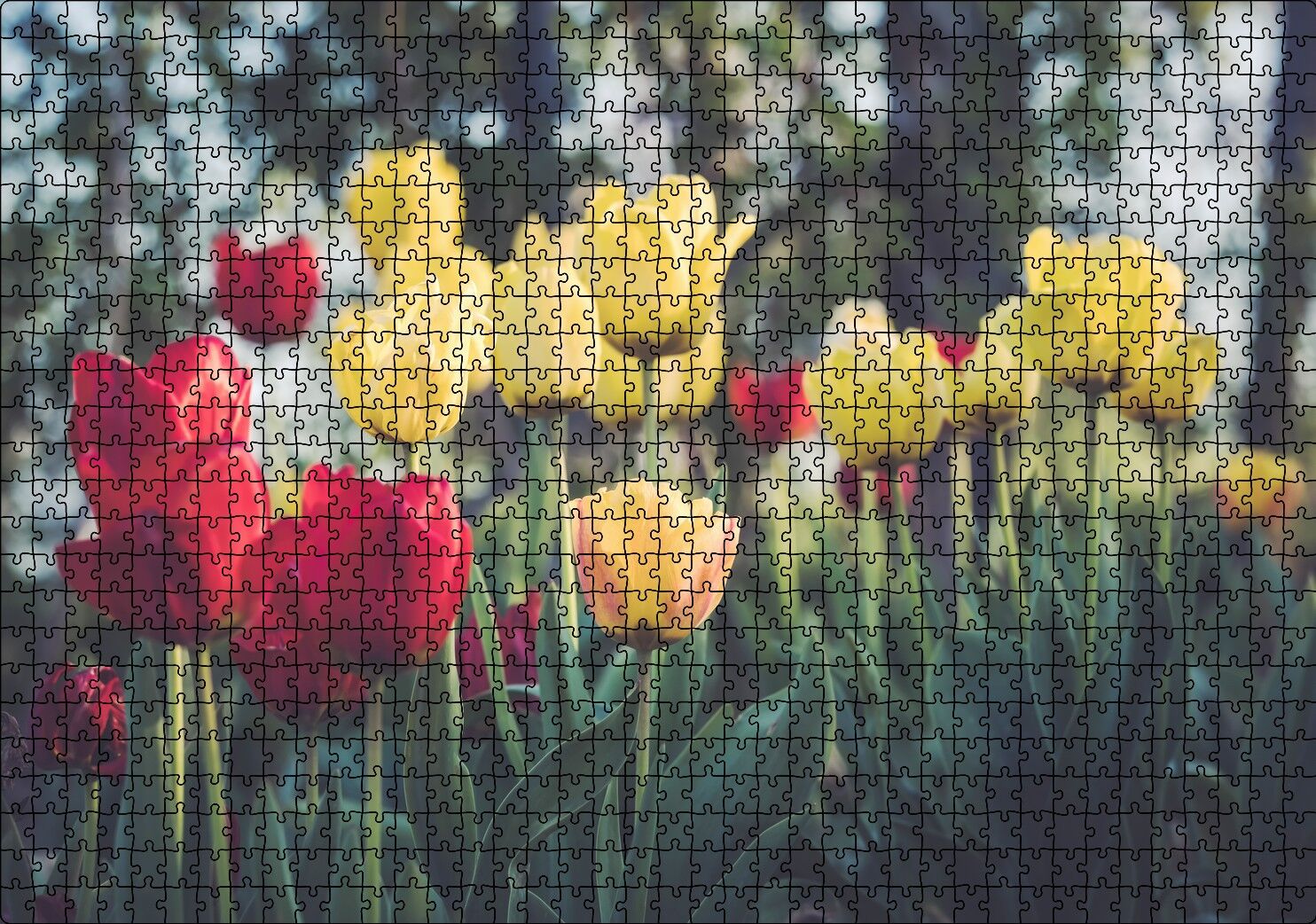 Sarı ve Kırmızı Laleler Flu Arkaplan Puzzle Yapboz MDF Ahşap 1000 Parça 49 cm X 68 cm