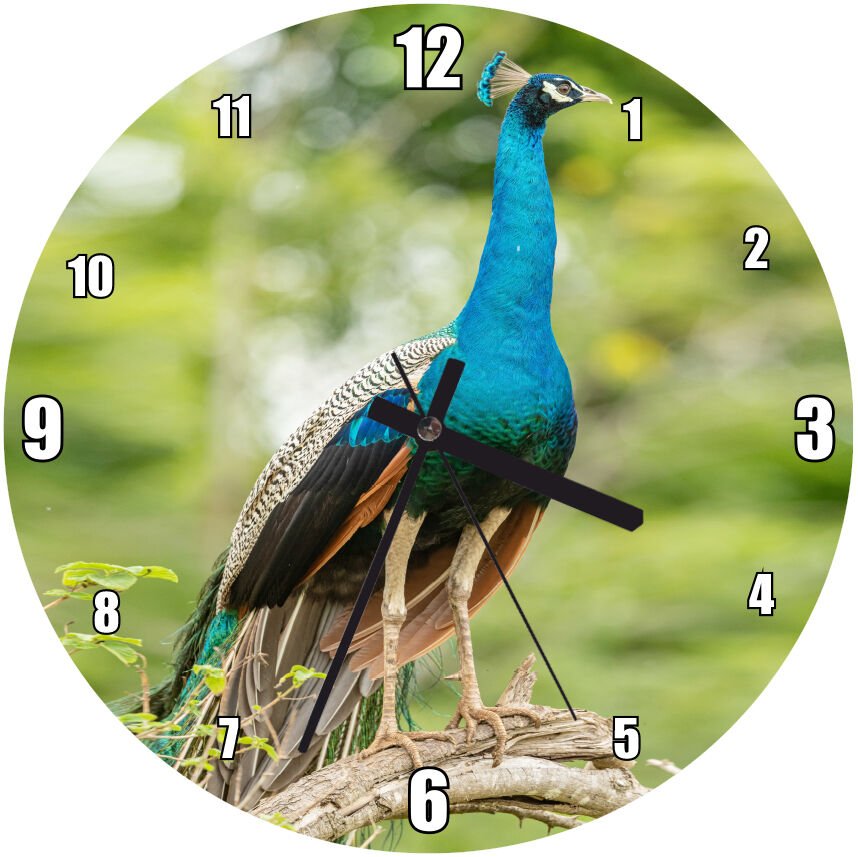 Dal Üzerinde Hint Tavuskuşu Görseli Mdf Ahşap Duvar Saati