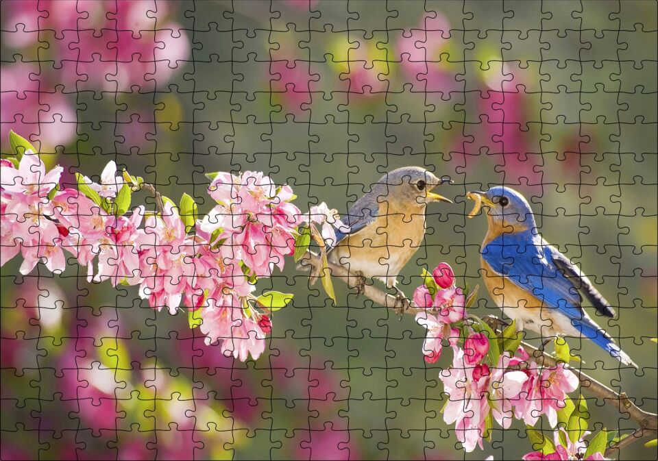 Kiraz Çiçekli Dalda Dişisini Besleyen Sevimli Kuş Puzzle Yapboz MDF Ahşap 255 Parça 34 cm X 49 cm