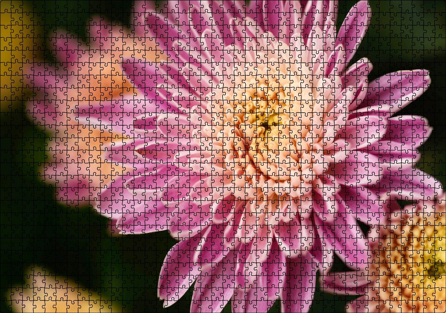 Sarı ve Pembe Çiçek Yakın Çekim Flu Arka Plan Puzzle Yapboz MDF Ahşap 1000 Parça 49 cm X 68 cm