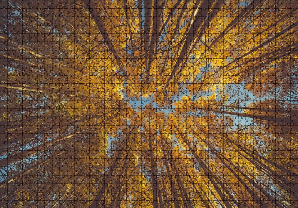 Orman Zeminden Yukarı Bakış Sarı Ağaçlar Puzzle Yapboz MDF Ahşap 1000 Parça 49 cm X 68 cm