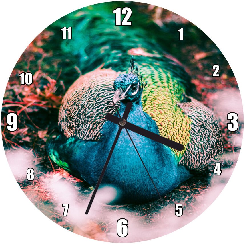 Mavi Yeşil Renkli Tavuskuşu Görseli Mdf Ahşap Duvar Saati