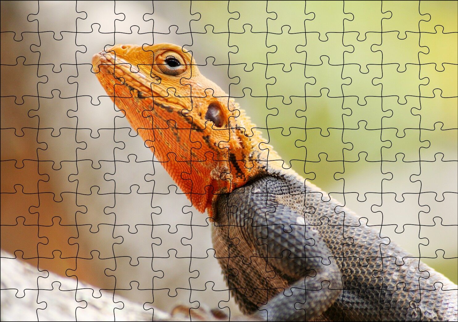 Turuncu Başlı Kertenkele Yakın Çekim Puzzle Yapboz MDF Ahşap