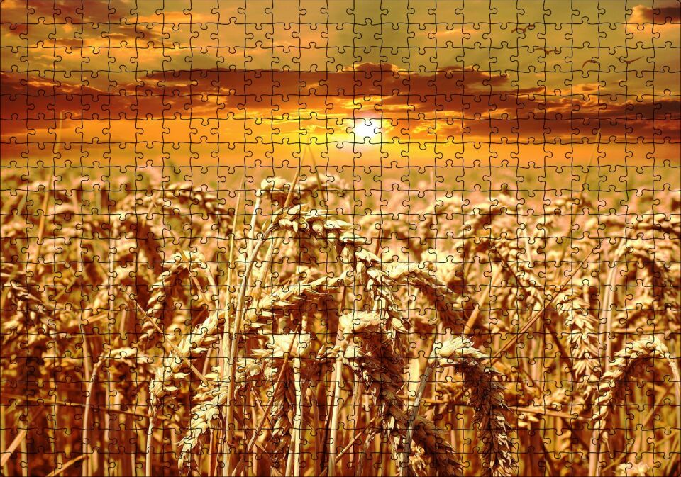 Eğilmiş Buğday Başakları ve Gün Batımı Puzzle Yapboz MDF Ahşap 500 Parça 49 cm X 68 cm