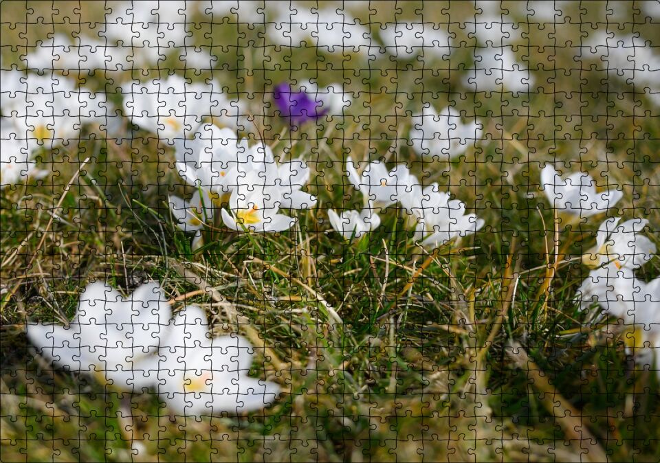 Çayırda Beyaz Çiğdem Çiçekleri Puzzle Yapboz MDF Ahşap 500 Parça 49 cm X 68 cm