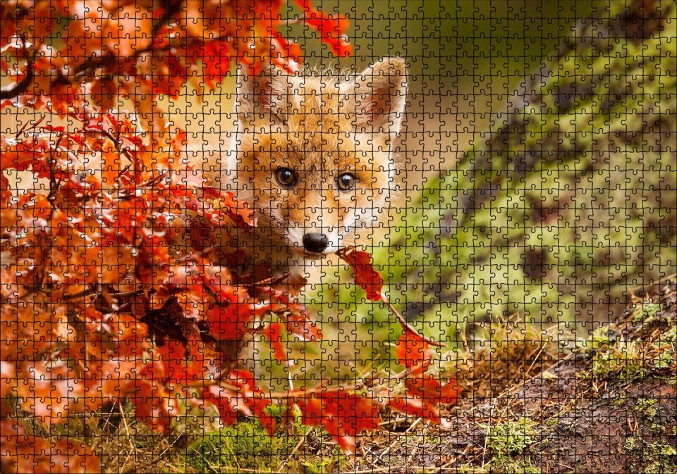 Kırmızı Yapraklar Arkasındaki Sevimli Yavru Tilki Puzzle Yapboz MDF Ahşap 1000 Parça 49 cm X 68 cm