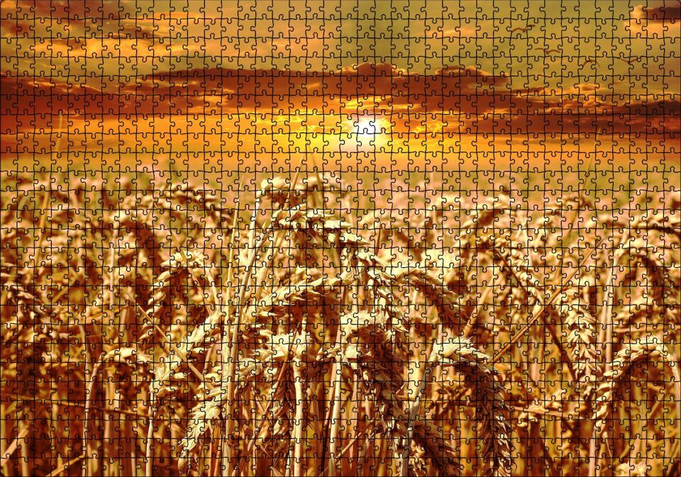 Eğilmiş Buğday Başakları ve Gün Batımı Puzzle Yapboz MDF Ahşap 1000 Parça 49 cm X 68 cm